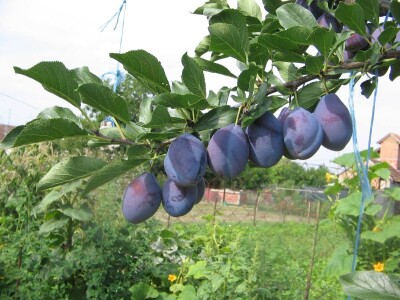 Počinje zrenje šljive