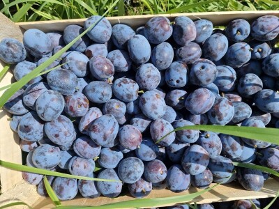 Počinje zrenje šljive