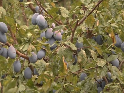 Podgorina poznata po šljivama