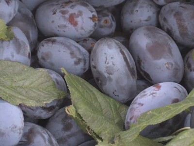 Podgorina poznata po šljivama