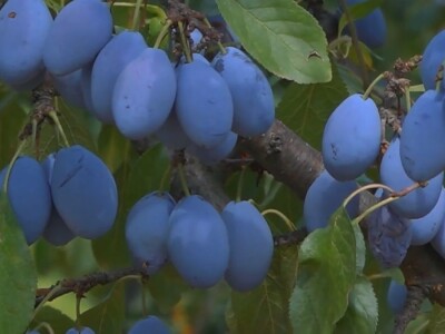 Podgorina poznata po šljivama