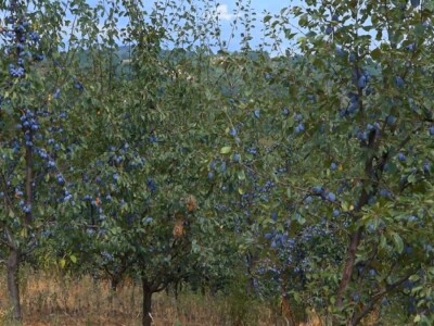 Podgorina poznata po šljivama