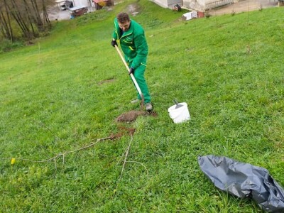 Podizanje plantaže kestena i uvjeti za uspješan uzgoj u BiH