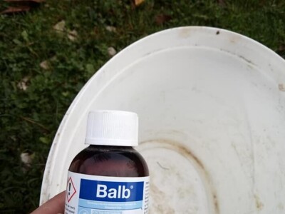 Podizanje plantaže kestena i uvjeti za uspješan uzgoj u BiH