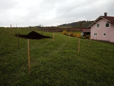 Podizanje plantaže kestena i uvjeti za uspješan uzgoj u BiH