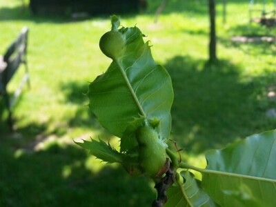 Podizanje plantaže kestena i uvjeti za uspješan uzgoj u BiH