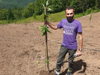 Podizanje plantaže kestena i uvjeti za uspješan uzgoj u BiH