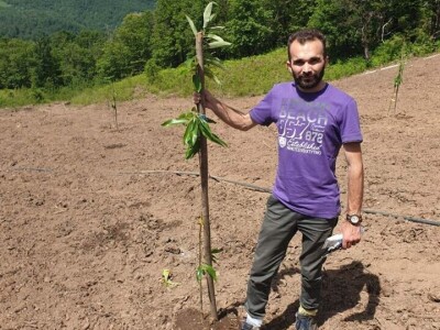 Podizanje plantaže kestena i uvjeti za uspješan uzgoj u BiH