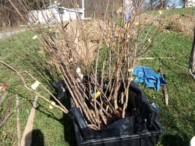 Podizanje plantaže kestena i uvjeti za uspješan uzgoj u BiH