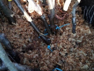 Podizanje plantaže kestena i uvjeti za uspješan uzgoj u BiH