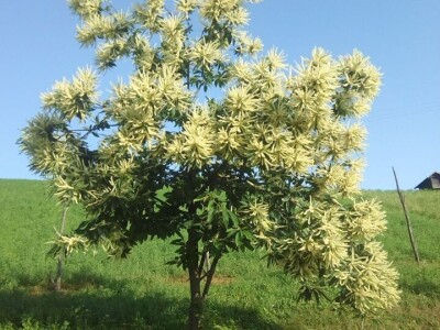 Podizanje plantaže kestena i uvjeti za uspješan uzgoj u BiH