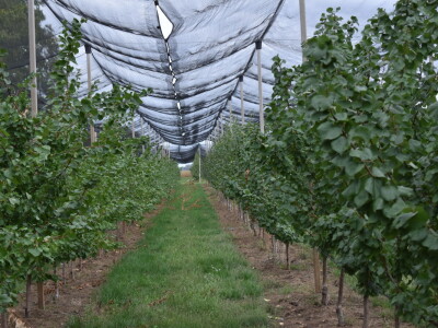 Podloge u voćarstvu