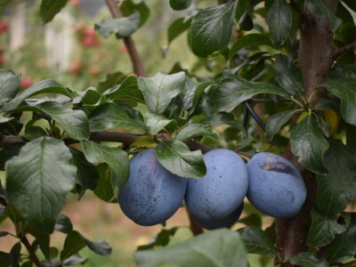 Podloge u voćarstvu
