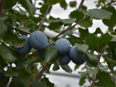 Podloge u voćarstvu