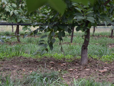 Podloge u voćarstvu