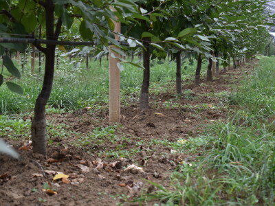 Podloge u voćarstvu