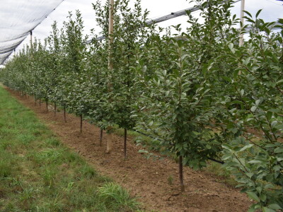 Podloge u voćarstvu