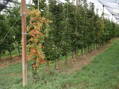 Podloge u voćarstvu