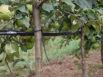 Podloge u voćarstvu