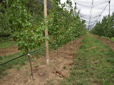 Podloge u voćarstvu