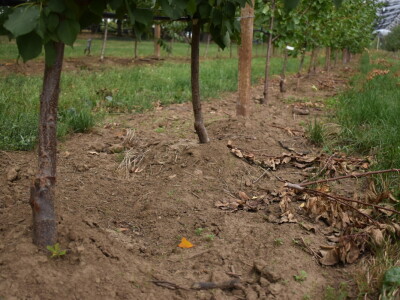 Podloge u voćarstvu