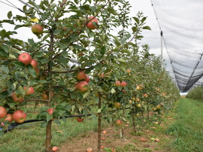 Podloge u voćarstvu