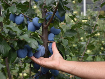 Podloge u voćarstvu