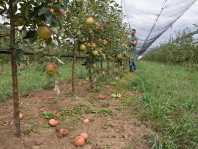 Podloge u voćarstvu