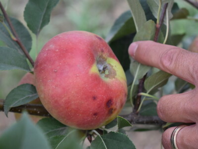 Podloge u voćarstvu