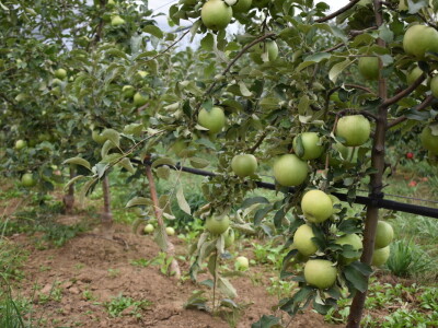 Podloge u voćarstvu