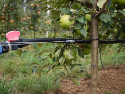 Podloge u voćarstvu