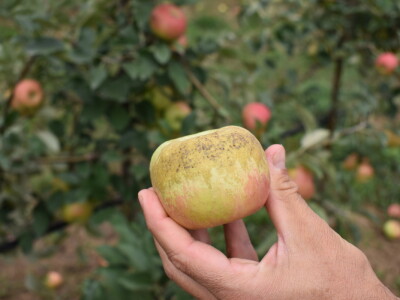 Podloge u voćarstvu