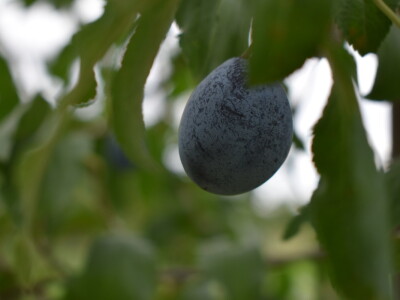 Podloge u voćarstvu