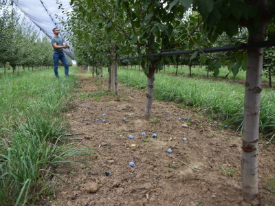 Podloge u voćarstvu