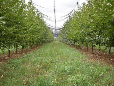 Podloge u voćarstvu