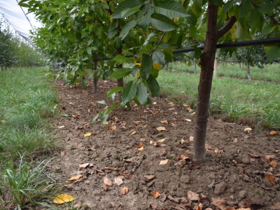 Podloge u voćarstvu