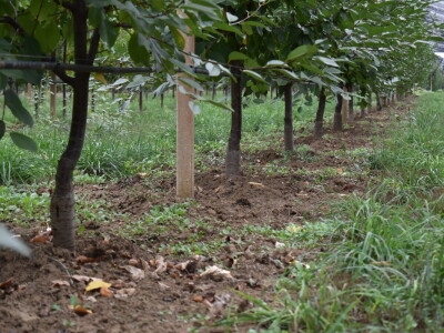 Podloge u voćarstvu