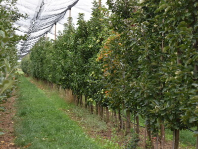 Podloge u voćarstvu