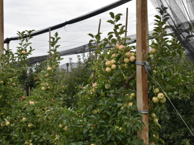 Podloge u voćarstvu