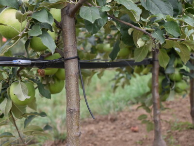 Podloge u voćarstvu