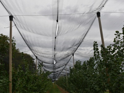 Podloge u voćarstvu