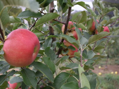 Podloge u voćarstvu