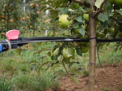 Podloge u voćarstvu