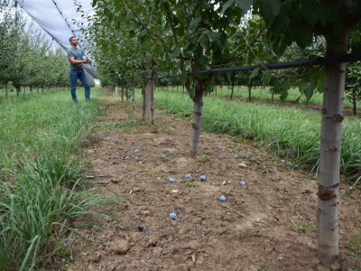 Podloge u voćarstvu
