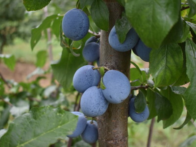 Podloge u voćarstvu