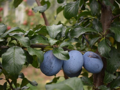 Podloge u voćarstvu
