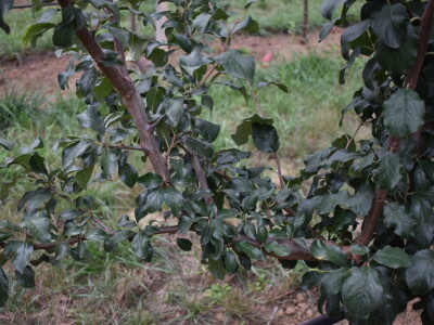 Podloge u voćarstvu