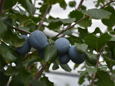 Podloge u voćarstvu