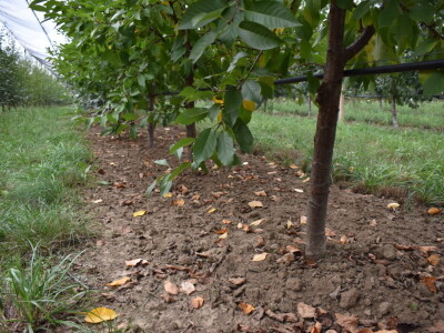 Podloge u voćarstvu