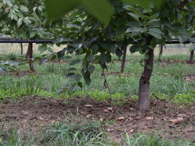 Podloge u voćarstvu